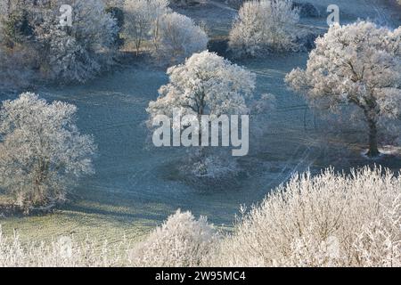 Schneebedeckte Bäume, Uley, Gloucestershire, Vereinigtes Königreich Stockfoto