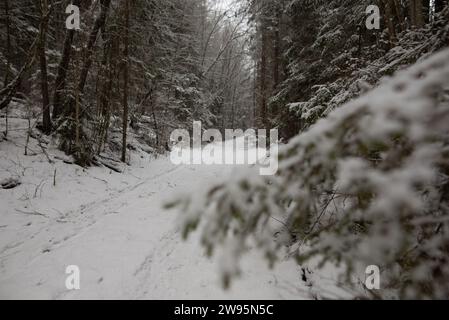 Verschneite Äste, Nadeln bedeckt mit einer Schneeschicht, Wintertag im Wald Stockfoto