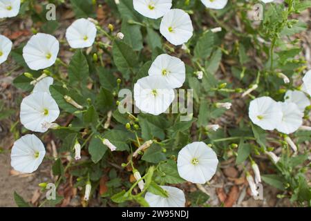 Weiße Blüten aus Feldgewächse im Garten. Sommer und Frühling. Stockfoto