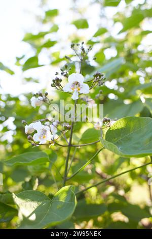 Weiße Blumen der südlichen Katalpa im Garten. Sommer und Frühling. Stockfoto