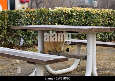 Gut gefütterte orangene streunende Katze versteckt sich unter einem öffentlichen hölzernen Picknicktisch im Jamsil Hangang Park Stockfoto