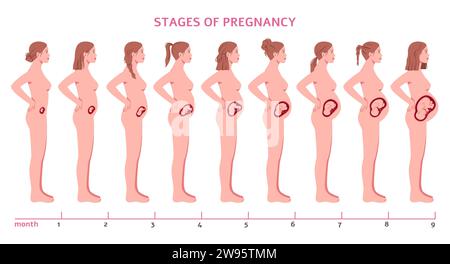 Schwangerschaftsstadien. Fetus entwickelt sich, neun Monate, Kinderbildung, Ansicht des Frauensilhouettenprofils, veränderter Bauch, gynäkologische Infografik, Cartoon Stock Vektor