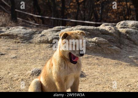 Süßer junger, hellbrauner koreanischer Streunenhund, der im Bukhansan-Nationalpark gähnt Stockfoto