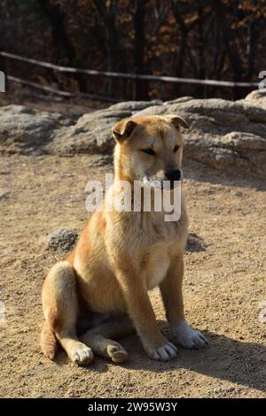 Niedlicher junger, hellbrauner Streunhund, der im Bukhansan-Nationalpark im Dreck sitzt Stockfoto