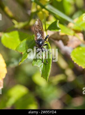 ASILIDAE Räuberflug Stockfoto