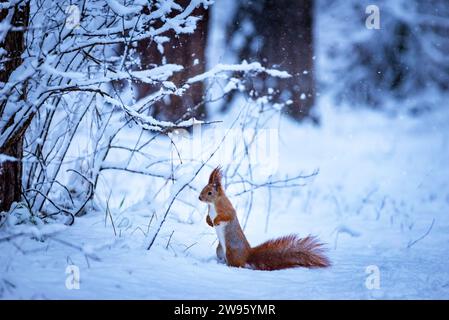 Rotes Eichhörnchen auf Hinterbeinen inmitten eines schneebedeckten Waldes. Stockfoto