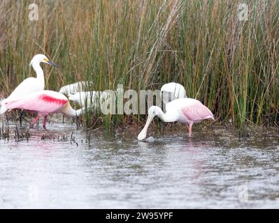 Rosenlöffelschnabel Jungfütterung Stockfoto