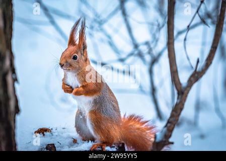 Rotes Eichhörnchen auf Hinterbeinen inmitten eines schneebedeckten Waldes. Stockfoto