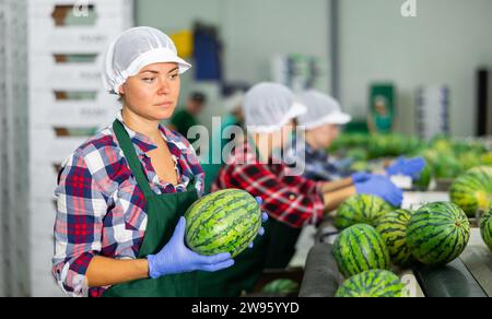 Frau, die an der Wassermelonen-Sortierlinie im Obstlager arbeitet Stockfoto