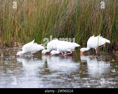 Vier Weiße Ibis Fütterung Stockfoto