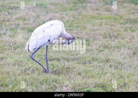 Holzstorch Preening Stockfoto