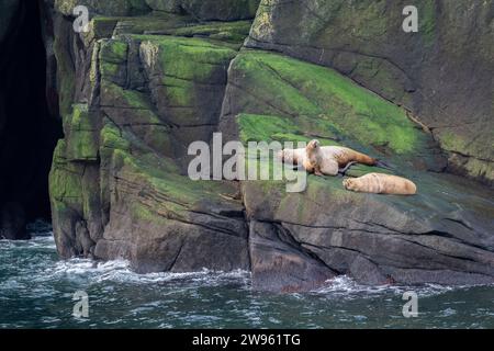 Alaska, Beringstraße, Diomede-Inseln. Steller Seelöwen (Eumetopias jubatus) Stockfoto