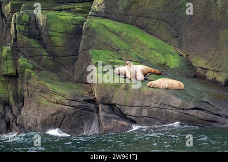 Alaska, Beringstraße, Diomede-Inseln. Steller Seelöwen (Eumetopias jubatus) Stockfoto