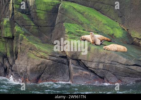 Alaska, Beringstraße, Diomede-Inseln. Steller Seelöwen (Eumetopias jubatus) Stockfoto