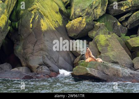 Alaska, Beringstraße, Diomede-Inseln. Steller Seelöwen (Eumetopias jubatus) Stockfoto