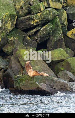 Alaska, Beringstraße, Diomede-Inseln. Steller Seelöwen (Eumetopias jubatus) Stockfoto