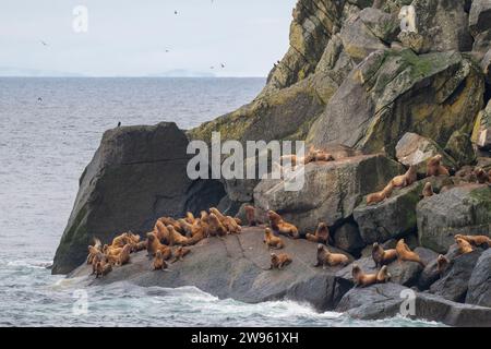Alaska, Beringstraße, Diomede-Inseln. Steller Seelöwen (Eumetopias jubatus) Stockfoto