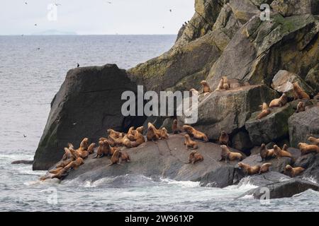 Alaska, Beringstraße, Diomede-Inseln. Steller Seelöwen (Eumetopias jubatus) Stockfoto