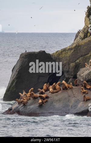 Alaska, Beringstraße, Diomede-Inseln. Steller Seelöwen (Eumetopias jubatus) Stockfoto