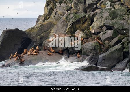 Alaska, Beringstraße, Diomede-Inseln. Steller Seelöwen (Eumetopias jubatus) Stockfoto