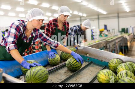 Frau, die an der Wassermelonen-Sortierlinie im Obstlager arbeitet Stockfoto