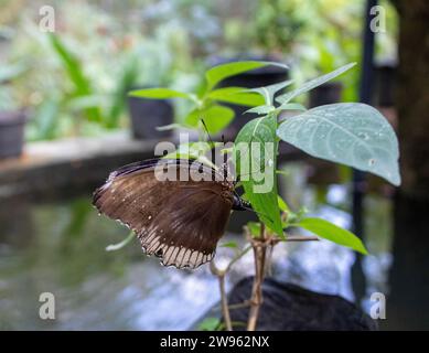 Thailändischer Schmetterling Stockfoto