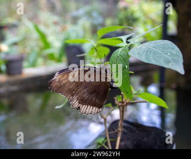 Thailändischer Schmetterling Stockfoto