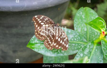 Thailändischer Schmetterling Stockfoto