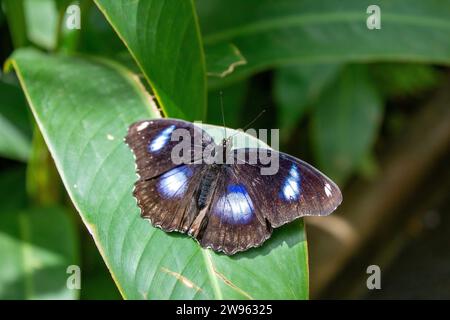 Thailändischer Schmetterling Stockfoto