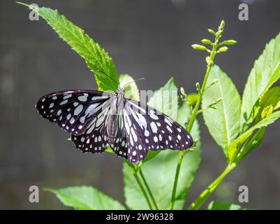 Thailändischer Schmetterling Stockfoto