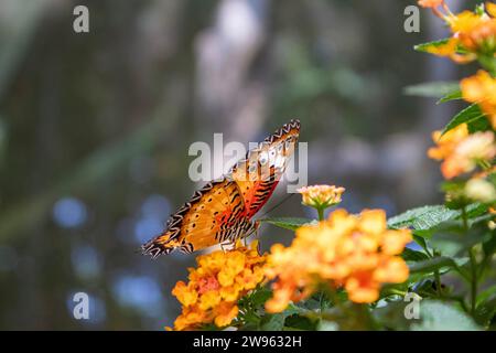 Thailändischer Schmetterling Stockfoto