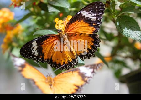 Thailändischer Schmetterling Stockfoto