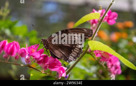 Thailändischer Schmetterling Stockfoto