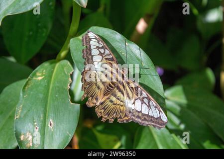 Thailändischer Schmetterling Stockfoto