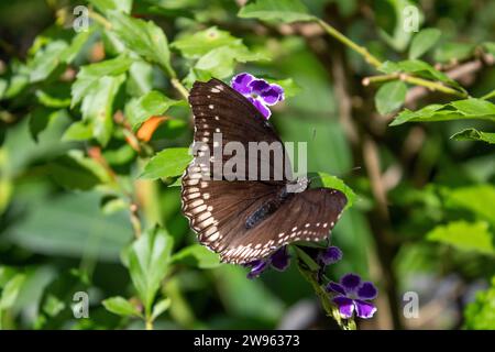 Thailändischer Schmetterling Stockfoto