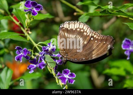 Thailändischer Schmetterling Stockfoto