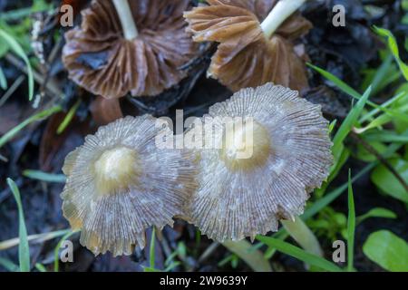 Verrottende Bolbitius titubans, die auch als die sonnige Seite nach oben bekannt sind. Santa Clara County, Kalifornien, USA. Stockfoto