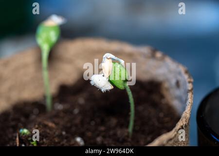 Die Zucchini-Aussaat wird nach der Keimung aus Samen in den Boden transplantiert. Der Anbau von nachhaltigem Gemüse für Veganer und Vegetarier gehört zur Serie Stockfoto