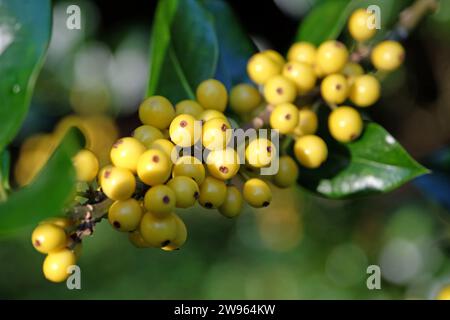 Die gelben Beeren des Ilex aquifolium 'BacciflavaÕ, gelb beerdeter stechpalmenstrauch. Stockfoto