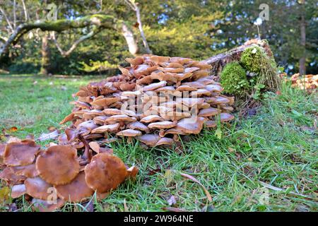 Honigpilze, die im Herbst wachsen. Stockfoto