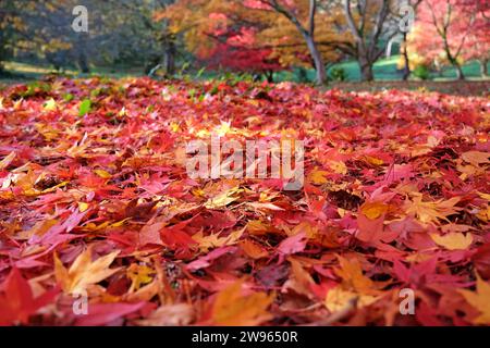 Die Blattstreu aus roten, gelben und orangen Blättern des Acer palmatum, oder japanischen Ahornbaums. Stockfoto