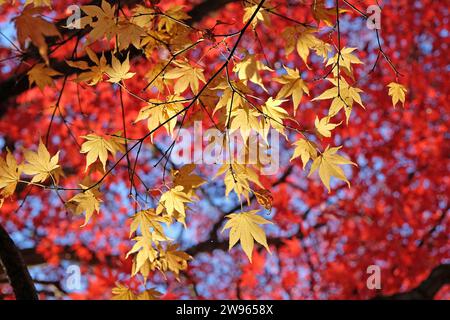 Die gelben Blätter des Acer palmatum, oder japanischen Ahornbaums während seiner Herbstanzeige. Stockfoto