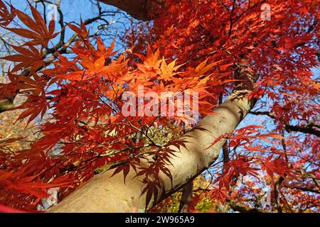 Die roten Blätter des Acer palmatum, oder japanischen Ahornbaums während seiner Herbstanzeige. Stockfoto