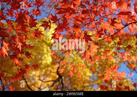 Die roten und gelben Blätter des Acer palmatum, oder japanischen Ahornbaums während seiner Herbstanzeige. Stockfoto