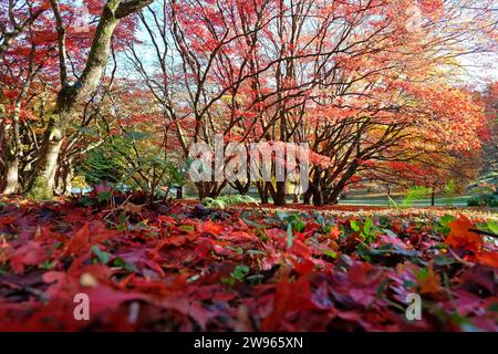 Rote und gelbe Blätter, die während des Herbstauftretens von Acer palmatum oder japanischem Ahornbaum auf den Boden gefallen sind. Stockfoto