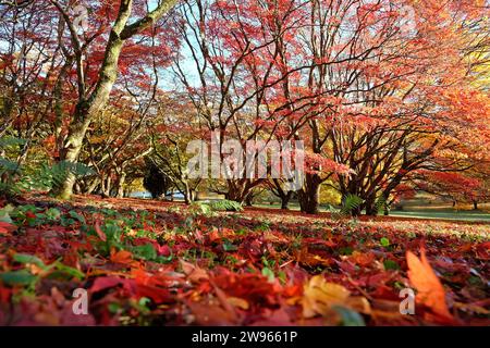 Rote und gelbe Blätter, die während des Herbstauftretens von Acer palmatum oder japanischem Ahornbaum auf den Boden gefallen sind. Stockfoto