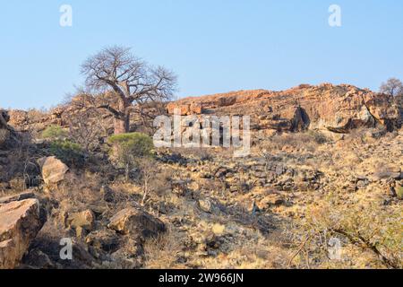 Baobab-Baum, Adansonia digitata, Mashatu Game Reserve, Botswana Stockfoto