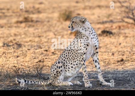 Weibliche Geparde, Acinonyx jubatus, Mashatu Game Reserve, Botswana Stockfoto