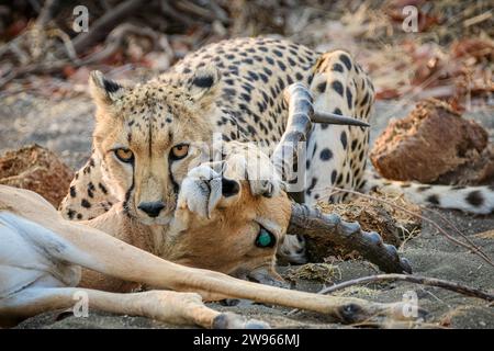 Gepard, Acinonyx jubatus und ihre Beute Impala, Aepyceros melampus, Mashatu Game Reserve, Botswana Stockfoto