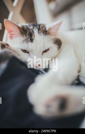 Weiße Hauskatze, die sich entspannt Stockfoto